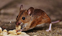 24 Hour & Emergency Exterminators in Browns Summit, NC